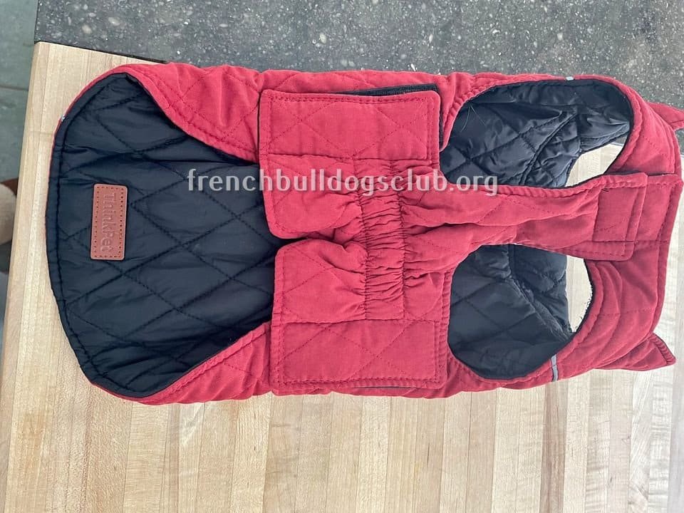 Best Coats For French Bulldogs Just HEALTHIER Frenchies!